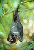 Spectacled Flying Fox Bat