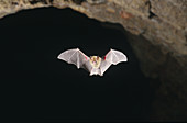 Dusky Horseshoe Bat