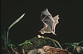 Frog-eating Bat