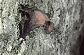 Baby Gray Bat
