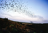 Mexican free-tailed bats at dusk
