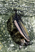 Eastern Pipistrelle Bat hibernating