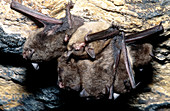 Gray Bats