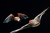 Red Bats in flight