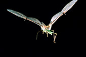Pallid Bat (Antrozous pallidus) flying w/prey