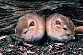 Two Ord's kangaroo rats (Dipodomys ordii)