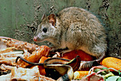 Norway rat feeding