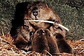 Beaver nursing kits
