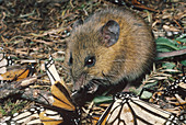 Harvest Mouse feeds on Monarchs