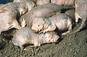 Naked Mole-rats