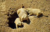 Prairie dogs