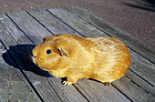 Short-Haired Guinea Pig