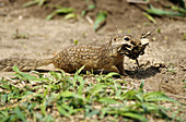 Mexican Ground Squirrel