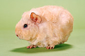 Guinea Pig