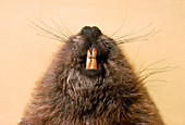 Beavers Teeth