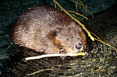 Beaver feeding