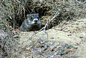 Groundhog peeking out of burrow