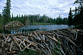 Beaver Dam and Lodge