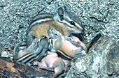 Lodgepole Chipmunk and Babies