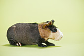 Skinny Pig (Hairless Guinea Pig)