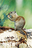 Belding's Ground Squirrel