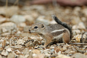 Harris or Yuma antelope squirrel