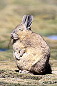 'Mountain Viscacha,Andes,Chile'