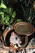 House Mouse in Can