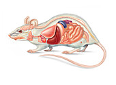 Mouse Anatomy