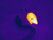 Thermogram of a Mouse and a Snake