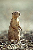 Gunnison's Prairie Dog