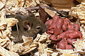 House Mouse with Young