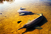 Amazon river dolphins