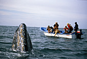 Whale watchers view Gray whale