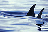 Dorsal fins of Killer Whales (Orcinus orcas)