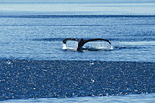 Humpback Whale's fluke
