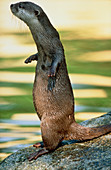 Oriental small-clawed otter (Aonyx cinerea)