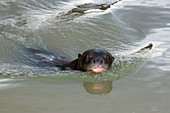 Giant River Otter