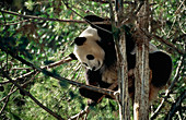 Giant panda (Ailuropoda melanoleuca) in a tree