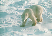 Polar bear (Ursus maritimus) walking on ice