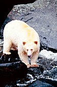 Kermode black bear (Ursus americanus kermodei)