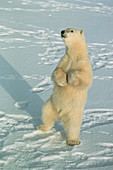 Polar bear (Ursus maritimus) standing on snow