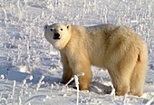 Polar bear (Ursus maritimus) on snow