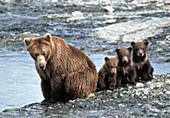 Brown bear and cubs