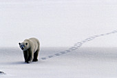 Polar bear (Ursus maritimus) Hudson Bay