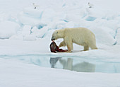 Polar bear with seal kill