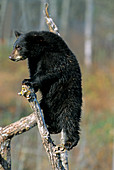 Black Bear yearling cub