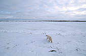Polar Bear walking in snow
