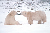Polar Bears introducing themselves