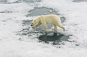 Polar Bear Crossing Ice Floe